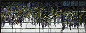 Fig. 24. Tiffany, Tiffany Studios, Wisteria panel